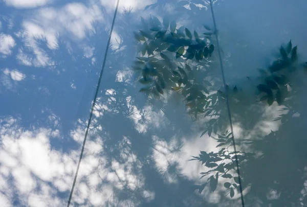 Ağaçlar Parlatıcı bir çadır şeffaf kumaş dallarında