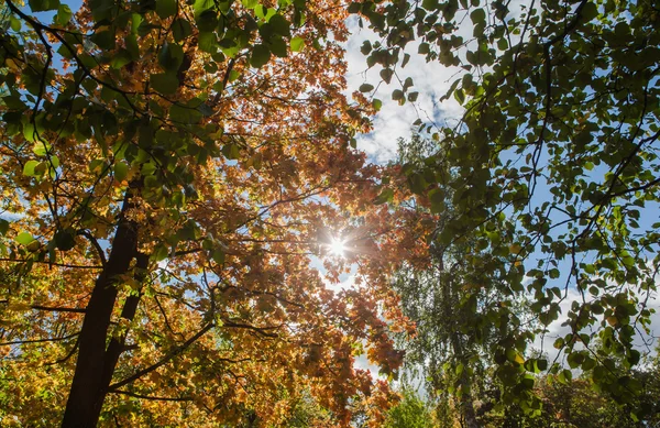 Güneş ışınları ile parlak sonbahar yaprakları ağaçların arasından
