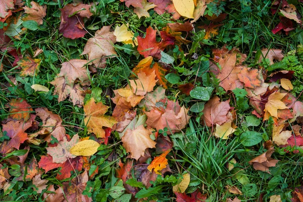 Parlak renkli düşen yapraklar sonbaharda yatan