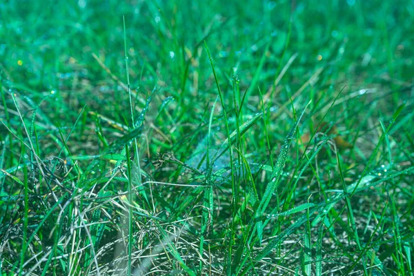 Morgendauw Spinnenwebben Het Gras Van Groen — Stockfoto