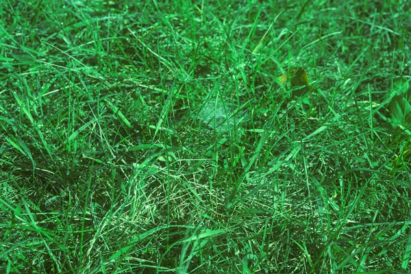 Лугова Зелена Трава Краплями Роси — стокове фото