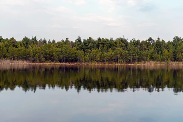 森林湖岸的景观 水面上倒映着松树林 — 图库照片
