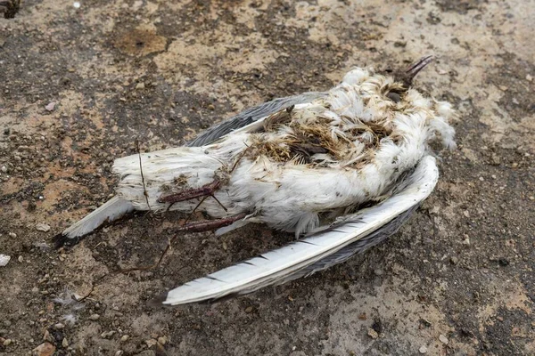 死鸟海鸥 内脏光秃秃 虫灾缠身 — 图库照片