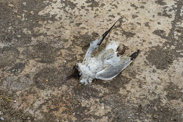 Acercamiento Del Cuerpo Descomposición Pequeño Pájaro Muerto Tirado Suelo — Foto de Stock