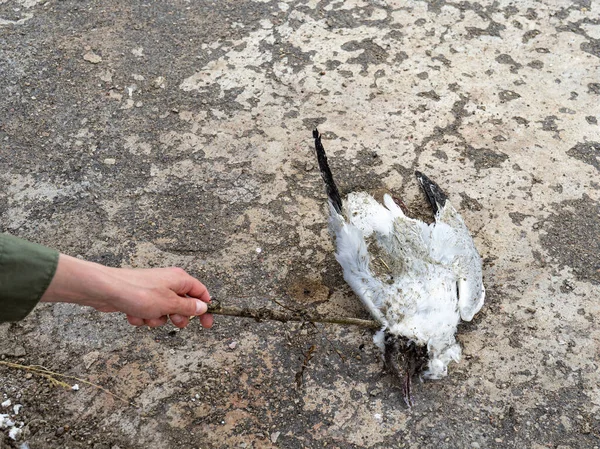 Adam ölü bir kuşun vücuduna sopa sokuyor..