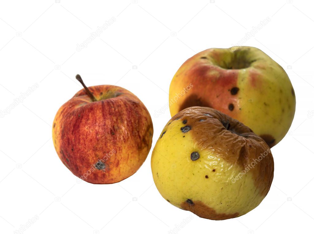 Rotten spoiled apples isolate on white background.
