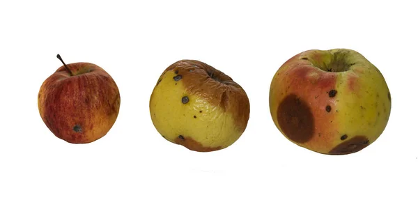 Három Öreg Rothadt Fonnyadt Természetes Alma Izolálódik Fehér Alapon Gyümölcsszüret — Stock Fotó