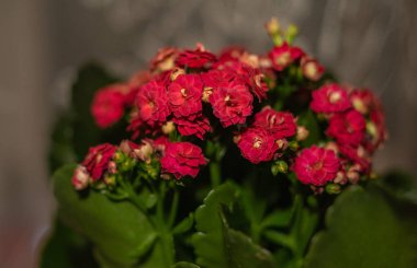 Kalanchoe Çiçeği. Çiçek başları parlak portakallar içinde çiçek açar. Kırmızı çiçekli ve yeşil yapraklı ev çiçeği.