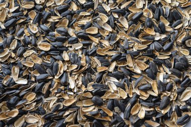 Hulklar ayçiçeği tohumu kabukları. Çekirdeklerin kabukları