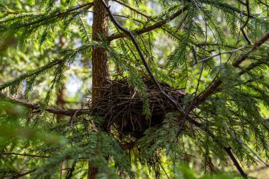 Ağaçtaki dalların kuş yuvası..