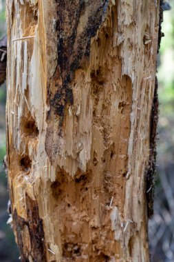 Bir ağaçkakan tarafından yapılmış bir sürü deliği olan çürümüş bir ağacın gövdesi..