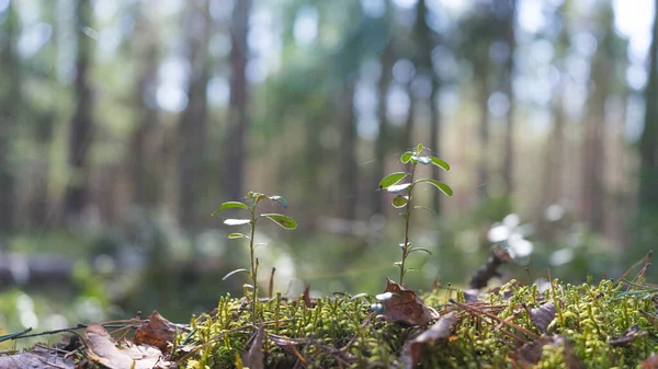 Young green shoots of blueberries in the forest on moss. Dawn in the forest in early spring. Morning diffused sunlight in the forest and park. Green sprout growing. — Stock Photo, Image