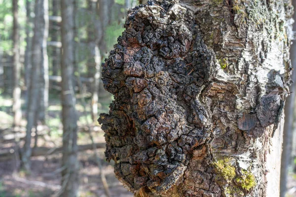 이노 투스 오브리 투스. 검은 자작나무 버섯. 차가 (Chaga) 는 자작나무의 줄기에 생긴 균성 감염입니다. 자작나무 껍질 과 차가 버섯. 윤리학. 천연 의학. — 스톡 사진