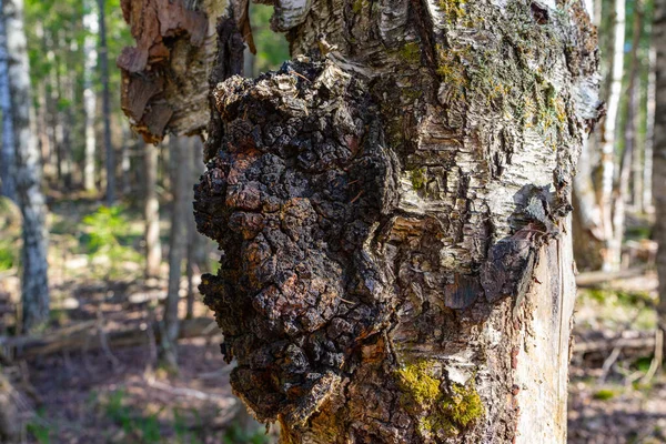 오브리 자작나무 Chaga 자작나무의 줄기에 감염입니다 윤리학 의약품 Chaga Inonotus — 스톡 사진