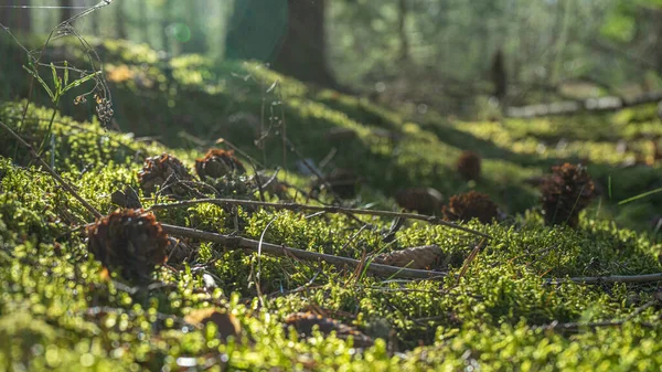 Paisagem florestal com cones caídos no musgo. Verde e macio. Foco suave seletivo — Fotografia de Stock