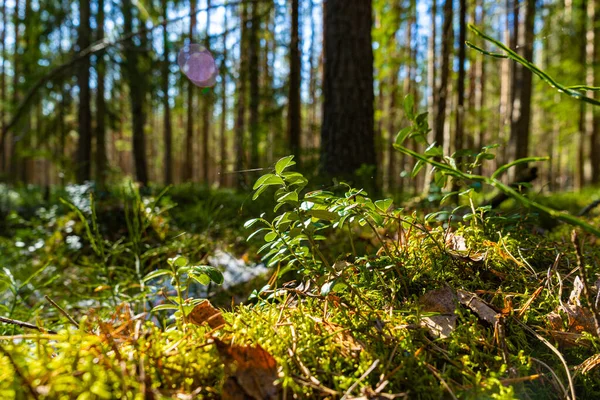 Yaz güneşli orman yürüyüşü.