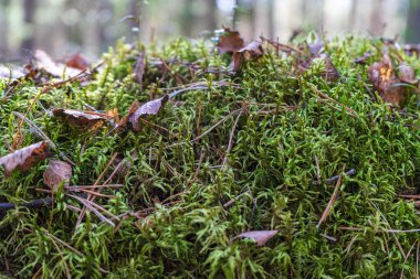 Yeşil ıslak yosunlar doğal orman ortamında yakınlaşır..