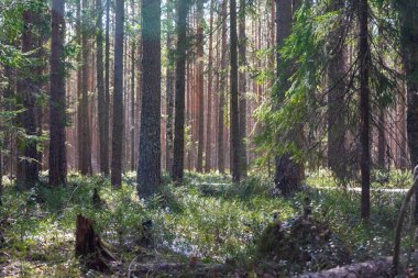 Ormanda çam ağaçları ve çam ağaçları olan basit bir orman manzarası.