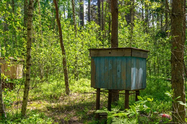 Ula Pszczół Lesie Zbierania Miodu Organicznego — Zdjęcie stockowe