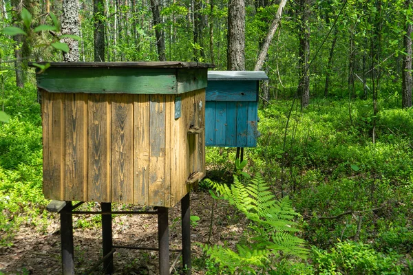Ule Pszczół Zbierania Miodu Lesie Pszczelarstwo Ekologiczny Miód Leśny — Zdjęcie stockowe