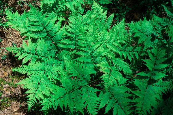 Zielona Paproć Lesie Widok Bliska — Zdjęcie stockowe