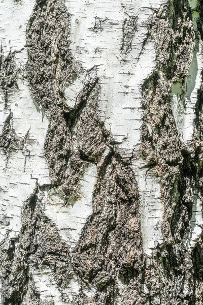 A textura da casca de bétula fecha. Contexto da casca do vidoeiro — Fotografia de Stock