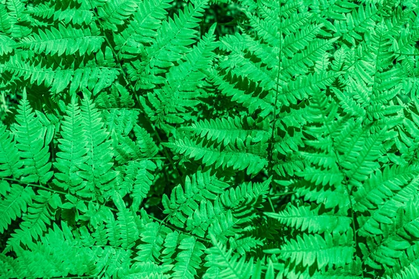 Fougère verte dans la forêt, vue rapprochée sur le dessus — Photo