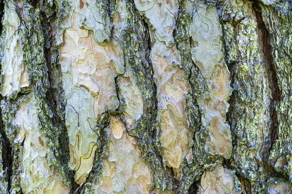 Kiefernrinde. Raue Kiefernrindenstruktur aus nächster Nähe — Stockfoto