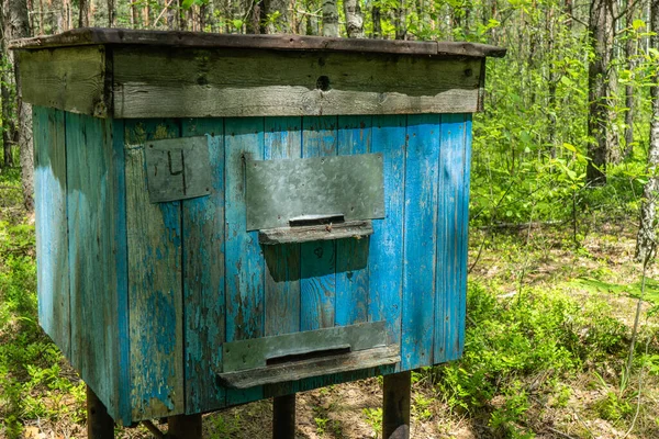 Abeja Colmenar Bosque Colmenas Abejas Lugar Ecológicamente Limpio Colmena Forestal —  Fotos de Stock