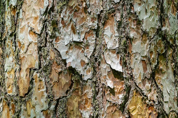 Borovicová Kůra Hrubá Borová Kůra Textura Zblízka — Stock fotografie