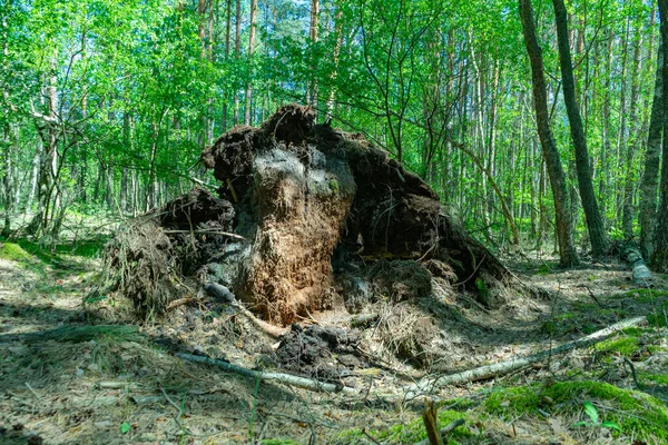 Uma Árvore Velha Que Caiu Floresta Vento Forte — Fotografia de Stock