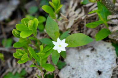 Kutup yıldızı. Yedi yapraklı beyaz orman çiçeği.