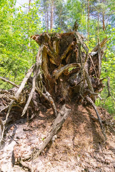 Trockene Wurzeln eines alten, vom Wind verwehten Baumes — Stockfoto