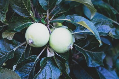 # Genç olgunlaşmamış yeşil elmalar # # yaprakları yemyeşil bir dalda #.