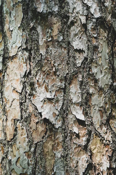La textura de la corteza de pino viejo. Textura leñosa áspera de corteza de pino — Foto de Stock
