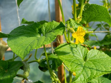 Yazın sarı salatalık çiçeği. Çiçek açan salatalık fideleri