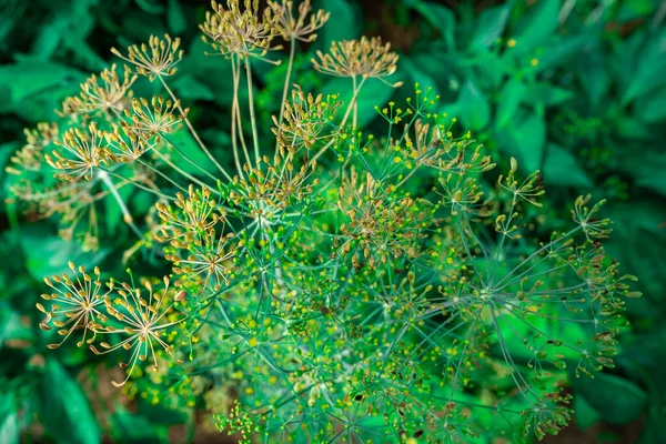 Stelletje dille met rijpe zaden. Rijping van dille zaden. paraplu 's van verse dille — Stockfoto