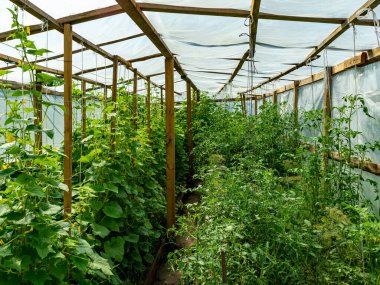 Seranın içinden bir fotoğraf. Salatalık ve domates yetiştirmek için folyodan ev yapımı sera.