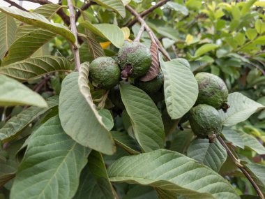 Olgunlaşmamış meyveli Psidium guajava guava ağacı