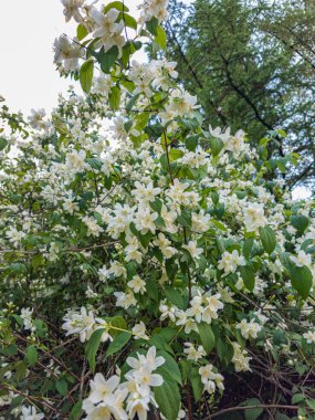 Philadelphia Delphus çiçek açmış portakal çalısıyla alay ediyor.