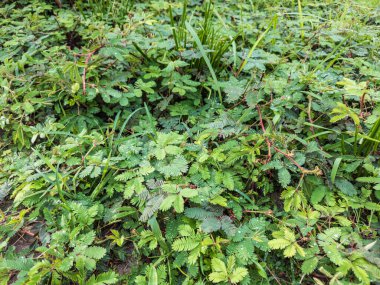 Bileşik yapraklı Mimosa pudica hassas bitkisi