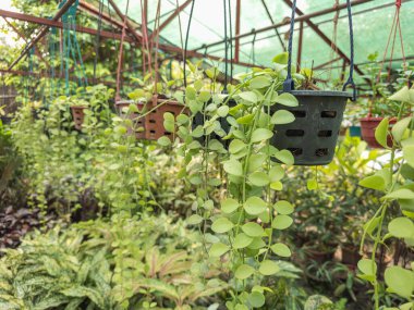 Gölgeli serada saksılar, bitkiler...