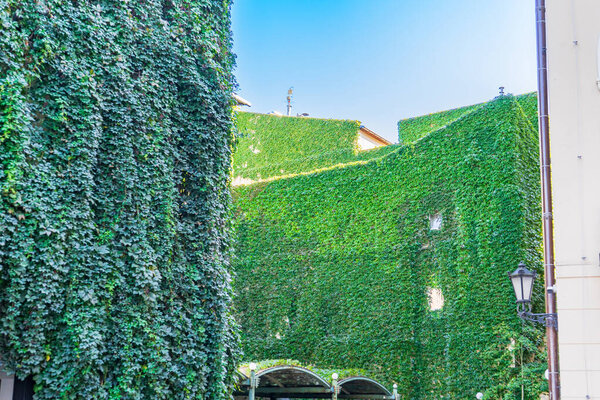 A scenic courtyard near the Wielopolski Palace featuring buildings completely covered in lush green ivy