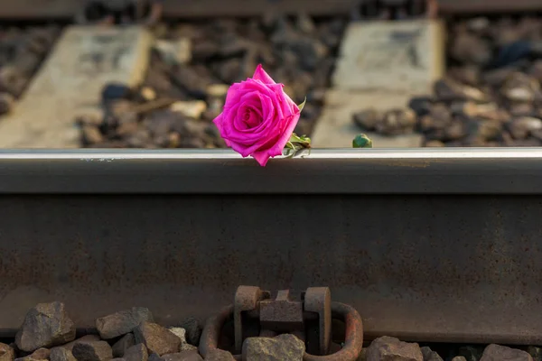 Κόκκινο Τριαντάφυλλο Βρίσκεται Στις Ράγες Στις Γραμμές Του Τρένου — Φωτογραφία Αρχείου