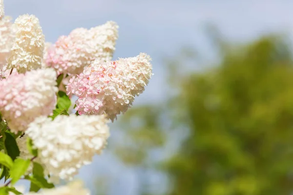 Multi Color Blanco Rosa Hydrangea Bush Con Blooms Enfoque Suave — Foto de Stock