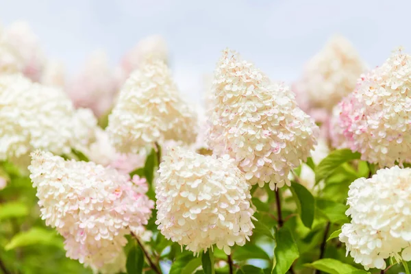 Multi Färgad Vit Och Rosa Hortensia Bush Med Blommar Mjuk — Stockfoto