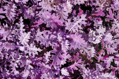 Dekoratif çimen yaprakları, mor yapraklardan yapılmış yaratıcı bir düzen, soyut doğa arka planı.