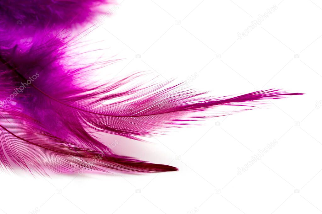 Violet bird Feather isolated on a white background.