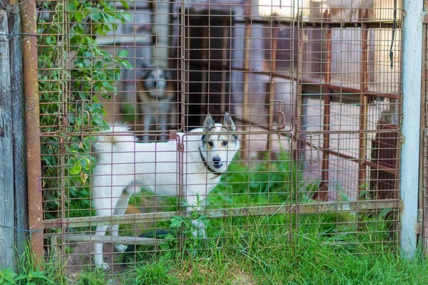 村の家のバーの後ろに怒っている犬 — ストック写真