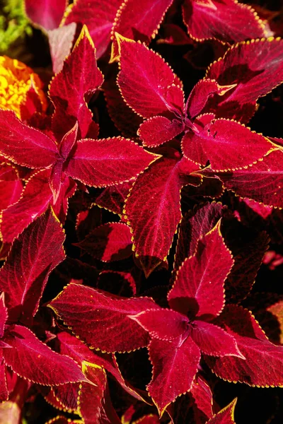 Decorative Lawn Leaves Creative Layout Made Red Foliage Abstract Nature — Stock Photo, Image
